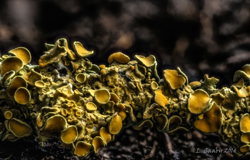 A stacked macro (40 images) of common orange lichen or maritime sunburst lichen (Xanthoria parietina). Images were shot at 100 mm, f/4.0 at ISO 400 using 52 mm extension tubes. Focus stacking was done in Helicon Focus 6 and general editing done in Lightroom 5.
